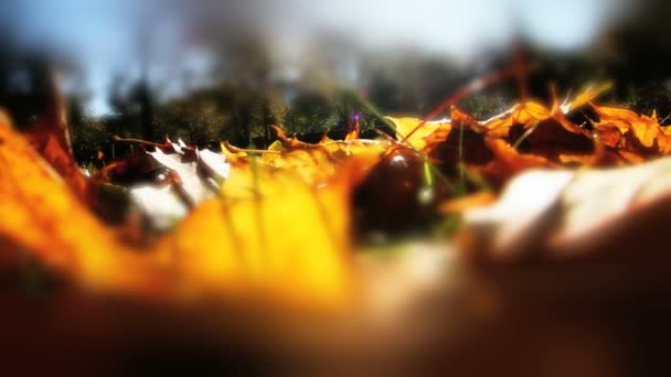 Hojas amarillas de otoño en el suelo — Vídeos de Stock