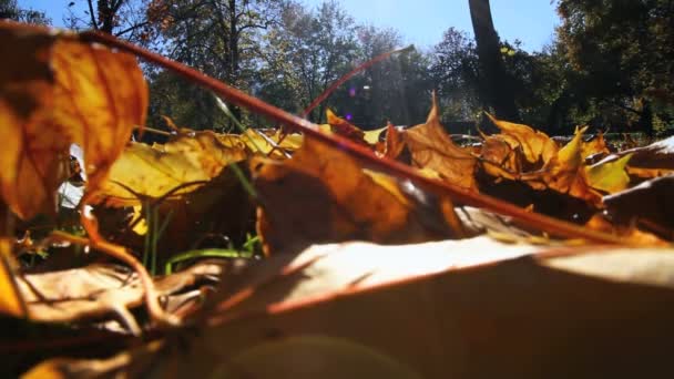 Gele herfstbladeren op de grond — Stockvideo