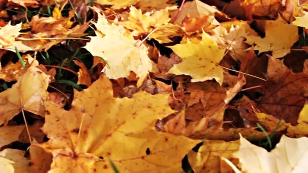 Hojas amarillas de otoño en el suelo — Vídeo de stock