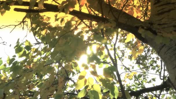 Gelbe Herbstblätter an Bäumen — Stockvideo