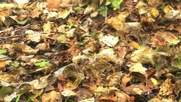 Gelbe Herbstblätter auf dem Boden — Stockvideo