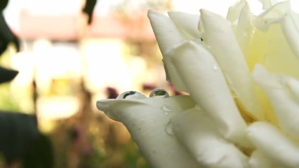 Rosa blanca en un jardín después de la lluvia — Vídeos de Stock
