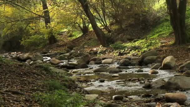 Arroyo en la naturaleza rodeado de árboles — Vídeos de Stock