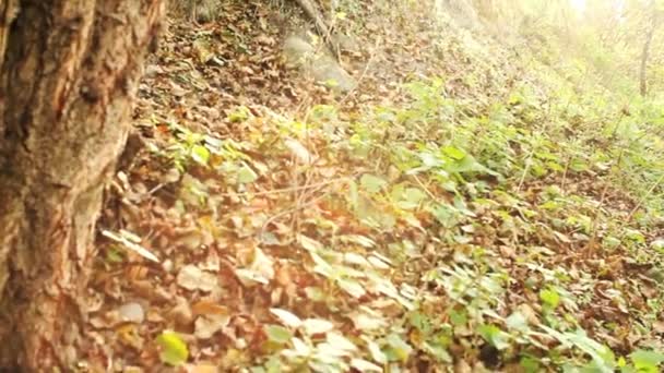Természetes sun ray erdő — Stock videók