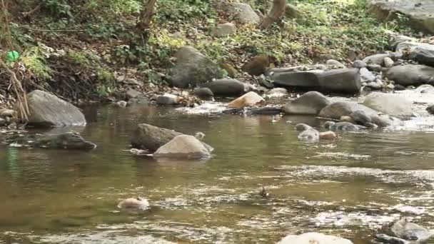 Torrente immerso nella natura circondato da alberi — Video Stock