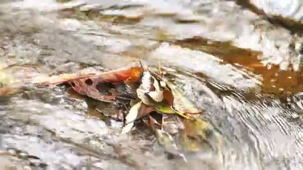 Stream in de natuur omringd door bomen — Stockvideo