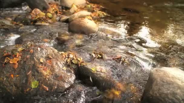 Torrente immerso nella natura circondato da alberi — Video Stock