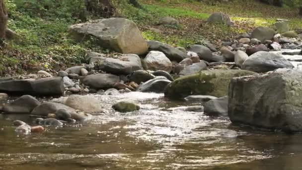 Stream in nature surrounded by trees — Stock Video