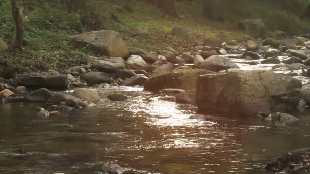 ruisseau dans la nature entouré d'arbres 