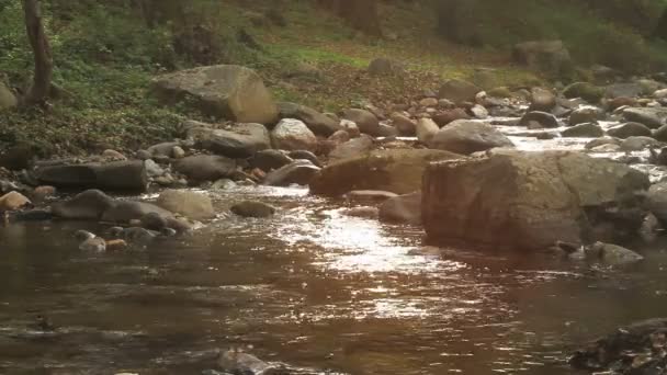 Strumień w przyrodzie, pośród drzew — Wideo stockowe