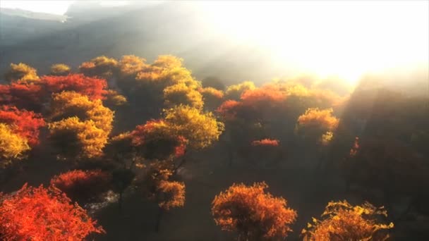 飞过颜色秋天的树林 — 图库视频影像