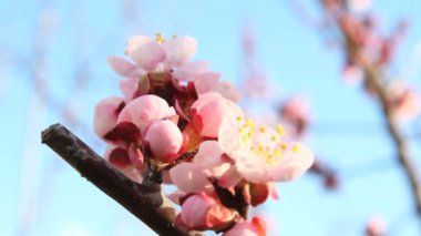 Bahar ağacı japans chery