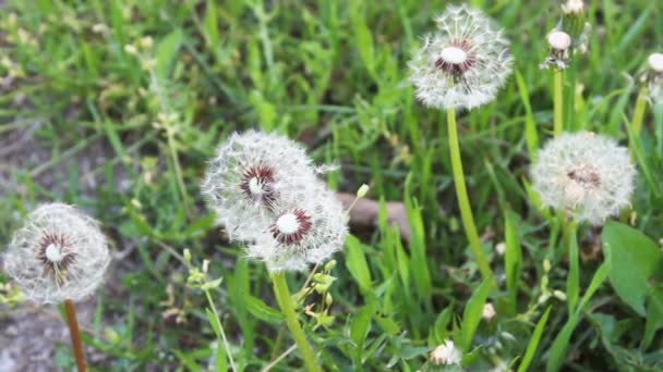 Weide heks paardebloem en gras — Stockvideo