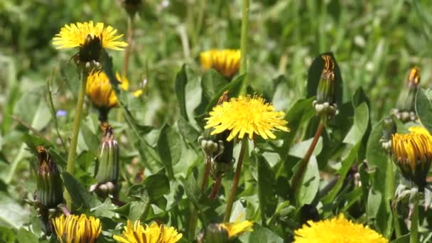 Prairie avec des fleurs — Video