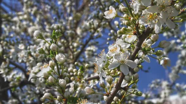 Primavera árbol japones chery — Vídeos de Stock