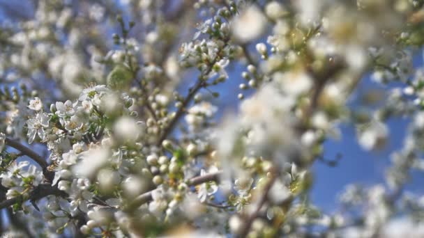 Primavera árbol japones chery — Vídeos de Stock