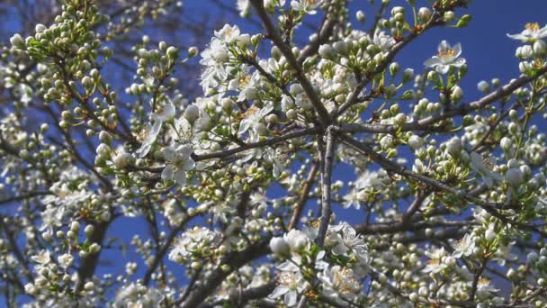 Spring tree japans chery — Stock Video