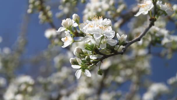 Jarní strom japans chery — Stock video