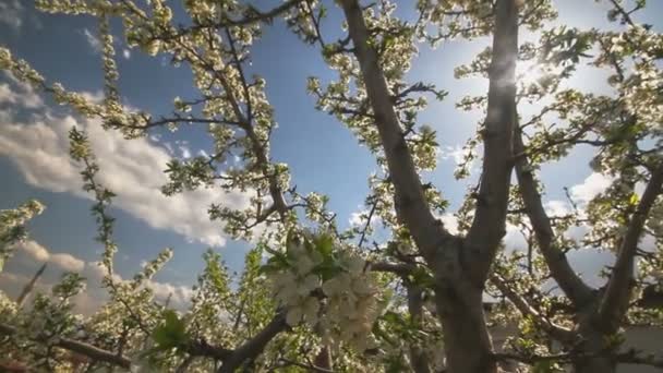 Våren träd japans chery — Stockvideo