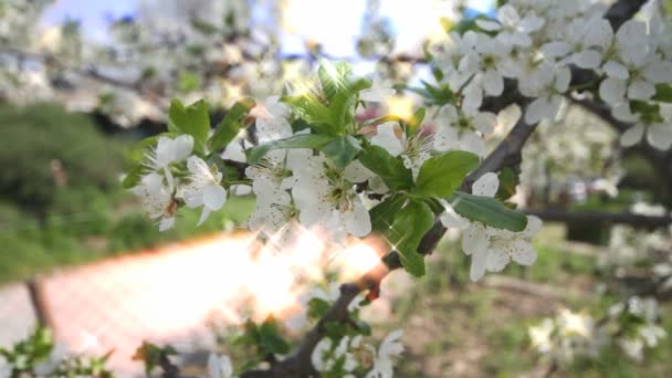 Primavera árbol japones chery — Vídeos de Stock
