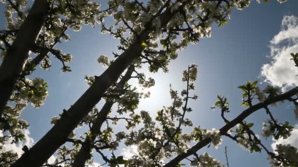 봄 나무 japans 체리 — 비디오