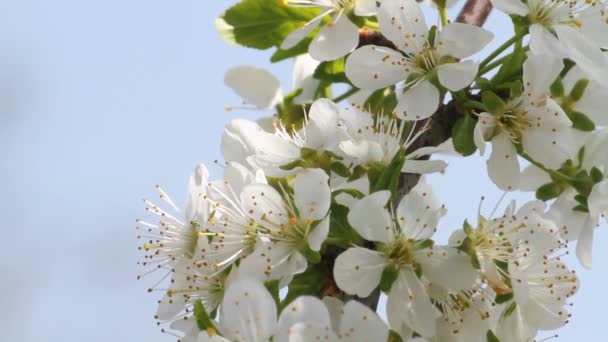 Primavera árbol japones chery — Vídeo de stock