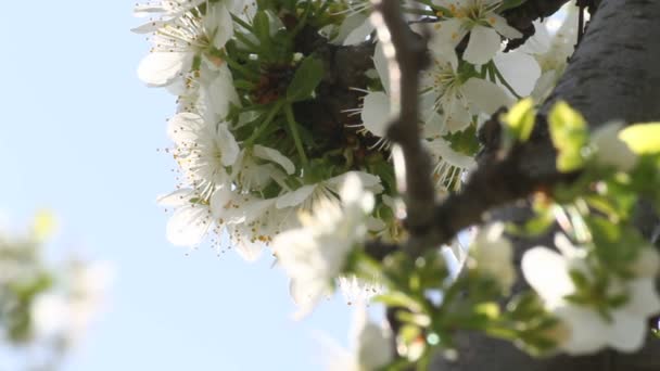 Voorjaar boom japans chery — Stockvideo