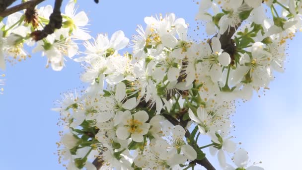 Wiosną drzewa Japończycy chery — Wideo stockowe