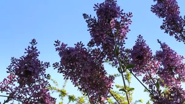 Primavera árbol japones chery — Vídeo de stock