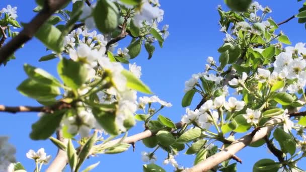 Primavera árbol japones chery — Vídeo de stock