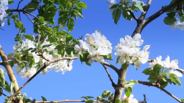 Primăvară copac japonez chery — Videoclip de stoc