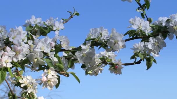 Primavera árbol japones chery — Vídeos de Stock