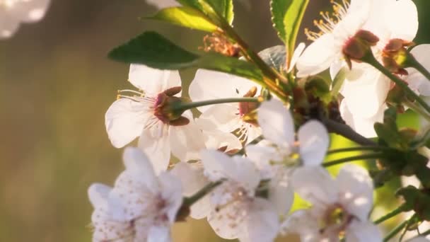 Primavera árvore japões chery — Vídeo de Stock