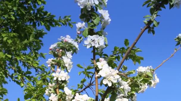 Primavera árvore japões chery — Vídeo de Stock