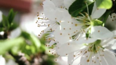 güzel bahar Japon kiraz