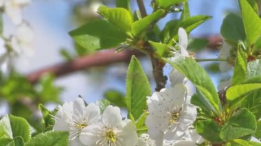 güzel bahar Japon kiraz