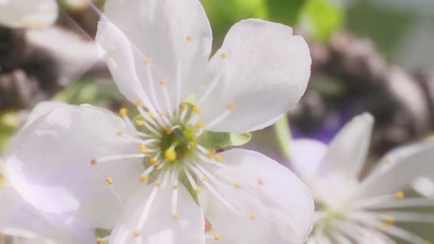 Bella primavera ciliegia giapponese — Video Stock