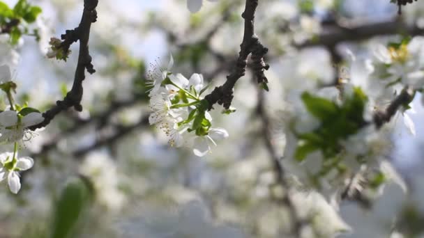 Beautiful spring Japanese cherry — Stock Video