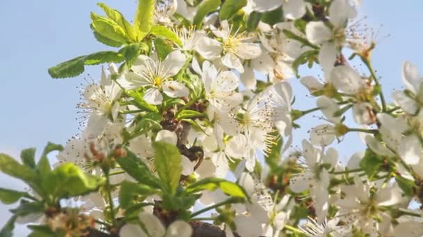 Красивая весна японская вишня — стоковое видео