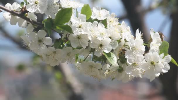 Bella primavera ciliegia giapponese — Video Stock