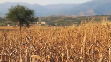 tahıl tahıl alanıyla