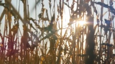 tahıl alan günbatımı