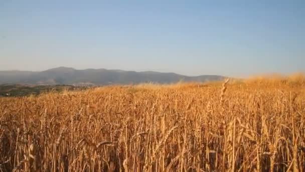 Ladang gandum dengan gandum — Stok Video