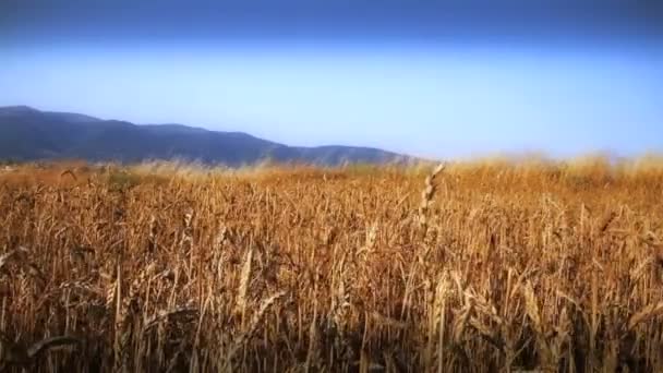 Obilné pole s obilím — Stock video
