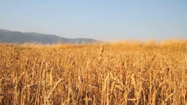 Champ de céréales avec le grain — Video