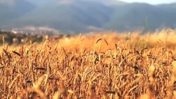 Αγρό με βιολογικά σιτηρά με το σιτάρι — Αρχείο Βίντεο