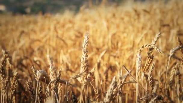 Campo de grano con el grano — Vídeos de Stock