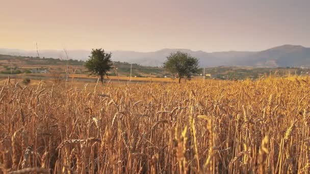Ladang gandum dengan gandum — Stok Video