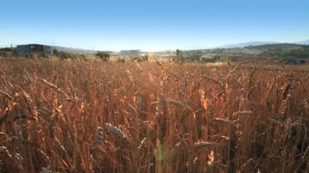 Grain field with the grain — Stock Video