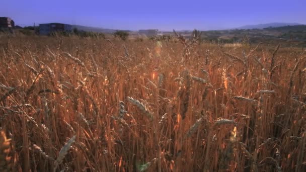 Champ de céréales avec le grain — Video